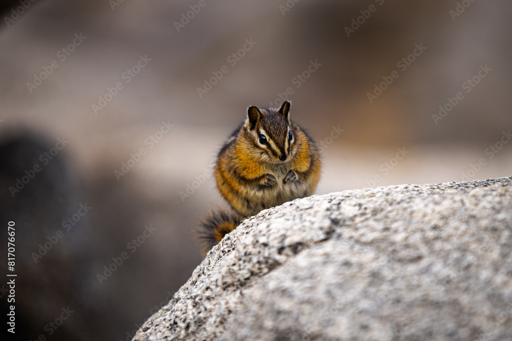 Fototapeta premium Squirrel in park eating 