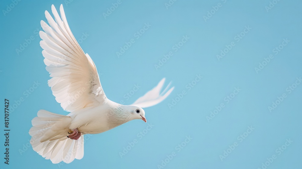 Fototapeta premium A dove soaring through a clear blue sky, a universal symbol of peace and freedom