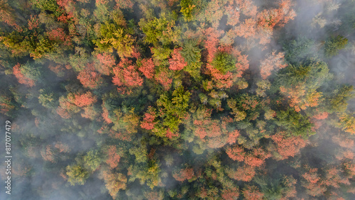 fog in the forest