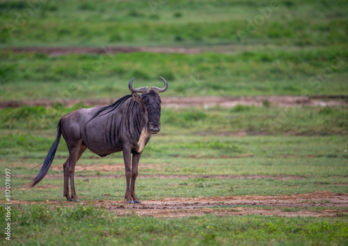 Canvas Print Baby Wildebeest looking for mother