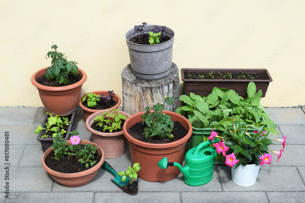 Vegetable, fruit, herbs and flowers in containers. Container gardening concept. Spring time Vegetable, fruit, herbs and flowers in containers. Container gardening concept. Spring time