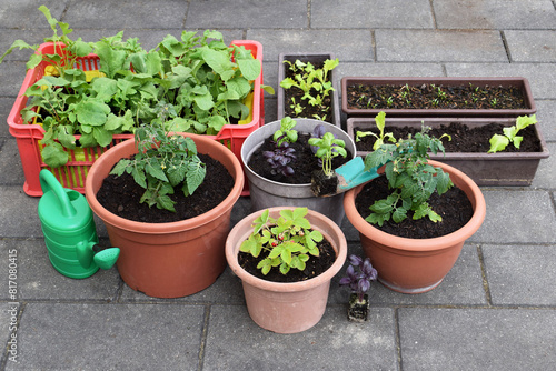 Vegetable, fruit and herbs in containers. Container gardening concept. Spring time