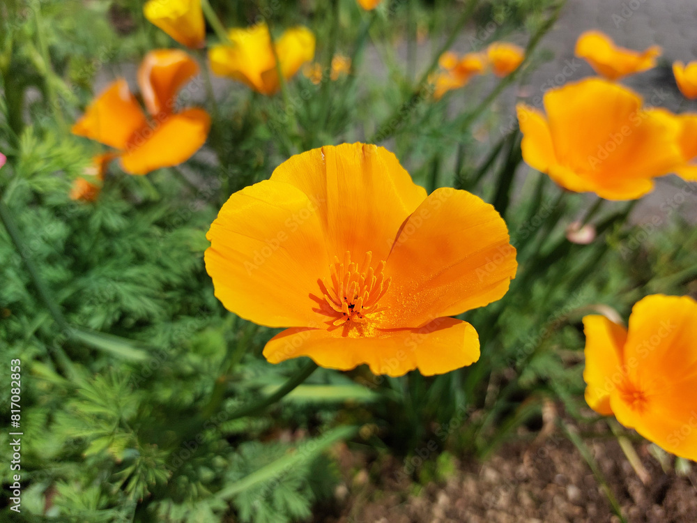 bright yellow flowers. Eschscholzia californica. California poppies are blooming in garden bright yellow flowers. Eschscholzia californica. California poppies are blooming in garden