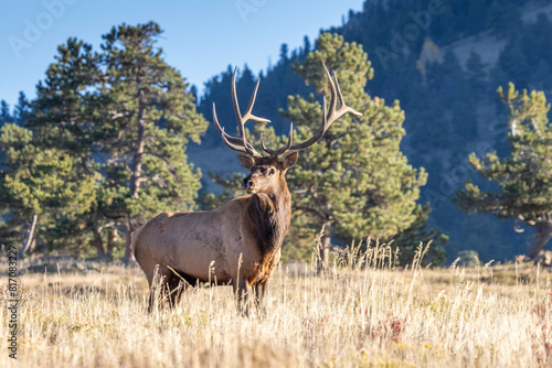 Bull Elk in Rocky Mountain National Park   © Dennis Donohue