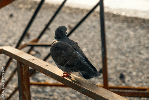 The male pigeon is an urban wild bird in its natural habitat. A pigeon poses on a fence in close-up. The pigeon sits quietly on the metal fence of the park. A pigeon on a metal fence. Selective focus.