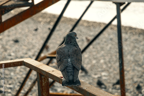 The male pigeon is an urban wild bird in its natural habitat. A pigeon poses on a fence in close-up. A pigeon on a metal fence. The pigeon sits quietly on the metal fence of the park. Selective focus.