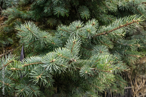 Background of green fir trees. A coniferous tree. Nature, Christmas, New Year. Spruce branches in close-up. Background of branches of a Christmas tree. Selective focus. Background of green leaves.