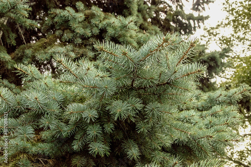 Background of green fir trees. A coniferous tree. Nature, Christmas, New Year. Spruce branches in close-up. Background of branches of a Christmas tree. Background of green leaves. Selective focus. 