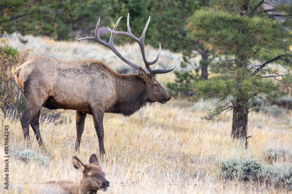 Bull Elk in Rocky Mountain National Park	
