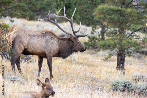 Bull Elk in Rocky Mountain National Park  