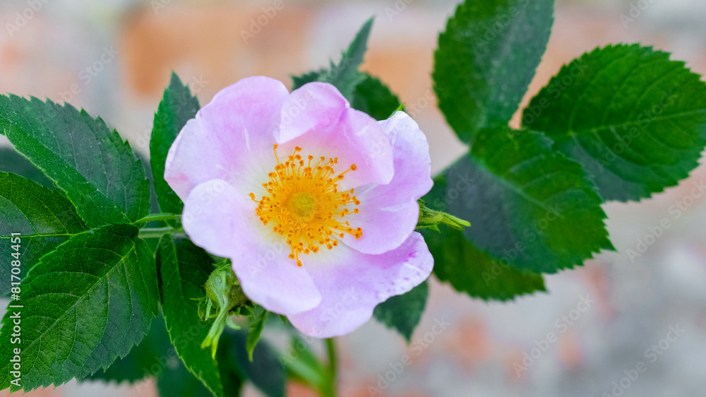 Pink rosehip flowers close-up on a bush on a blurred background Pink rosehip flowers close-up on a bush on a blurred background