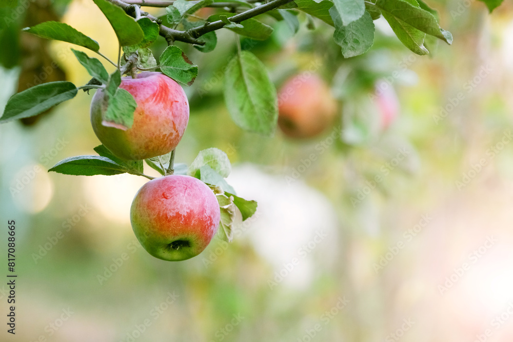 Red ripe big apples in the garden on a tree branch on a blurred background Red ripe big apples in the garden on a tree branch on a blurred background