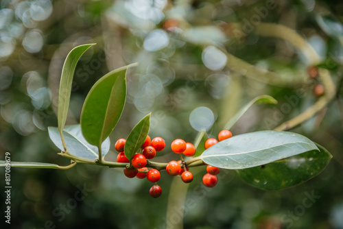 Ilex Canariensis Plant with Red Berries