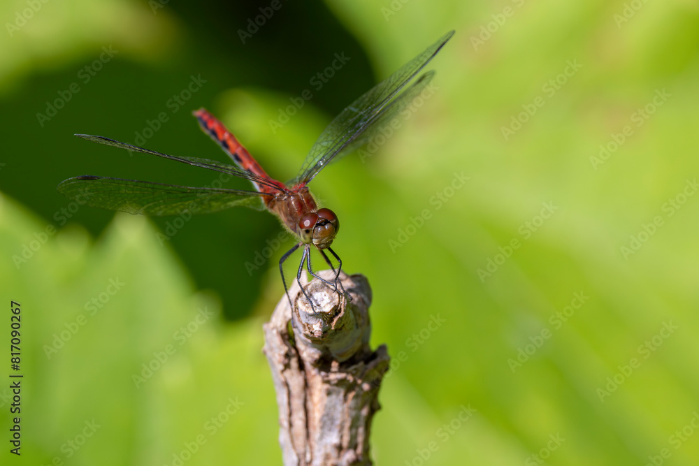 Landscape Wandering Glider dragonfly perched on twig
Landscape Wandering Glider dragonfly perched on twig