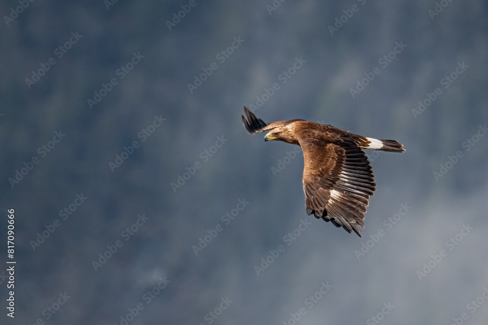 Wild Golden eagle flying over a coniferous forest on a misty spring morning, Alps, Italy. Aquila chrysaetos.