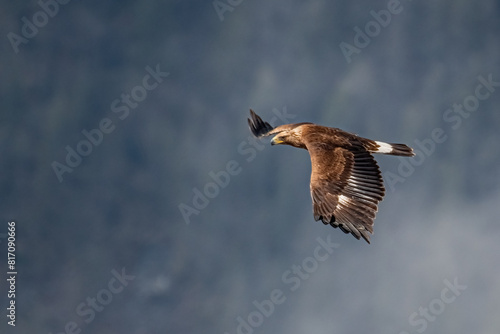 Obraz na płótnie Wild Golden eagle flying over a coniferous forest on a misty spring morning, Alps, Italy. Aquila chrysaetos. w salonie