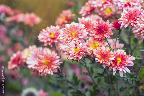 Pink asters in the autumn garden