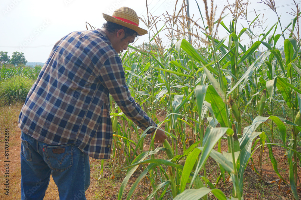 Fototapeta premium Farmer in the corn field. Agricultural Expert Inspecting Corn Crop Growth.