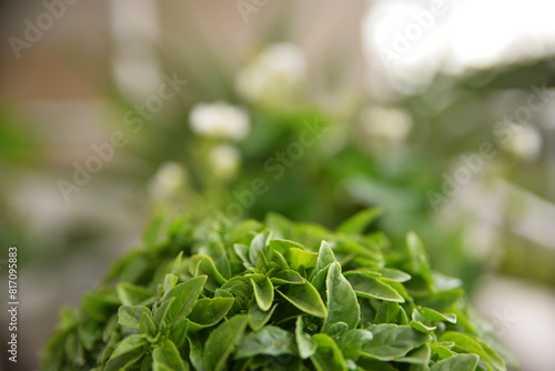 Green plant fresh ecology spring time