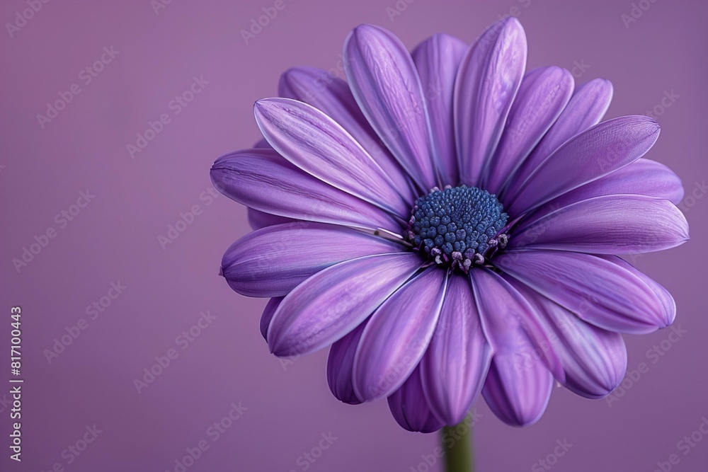 Purple flower with a blue center on a stem against a pink background Purple flower with a blue center on a stem against a pink background