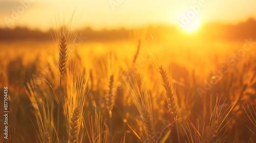 Golden Wheat Field at Sunset in Countryside During Late Summer