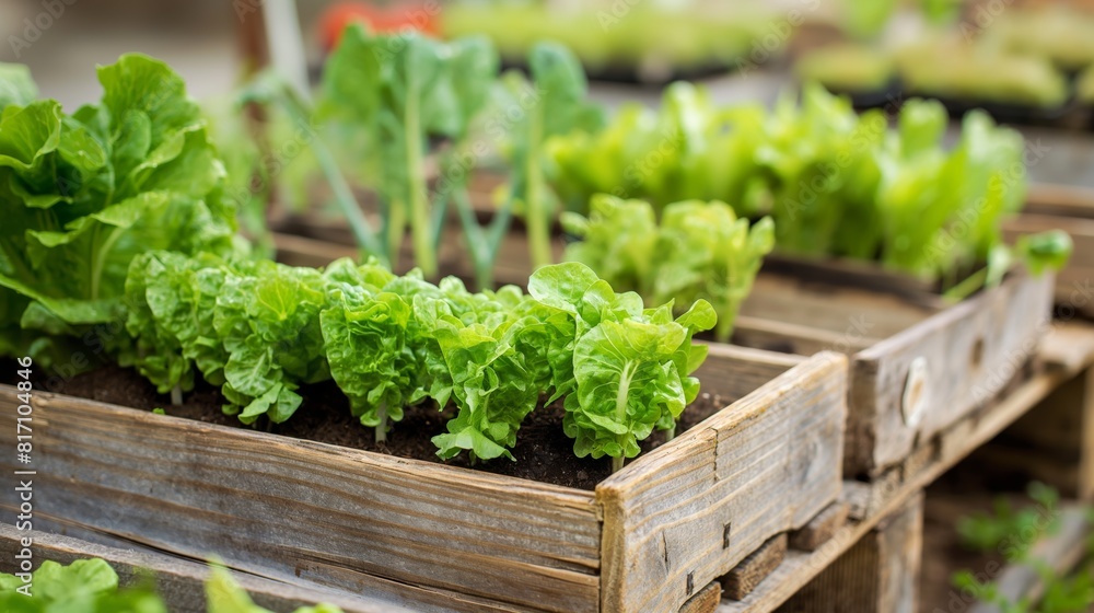 Fresh Green Organic Lettuce Growing in Wooden Planters in a Sunny Garden Fresh Green Organic Lettuce Growing in Wooden Planters in a Sunny Garden