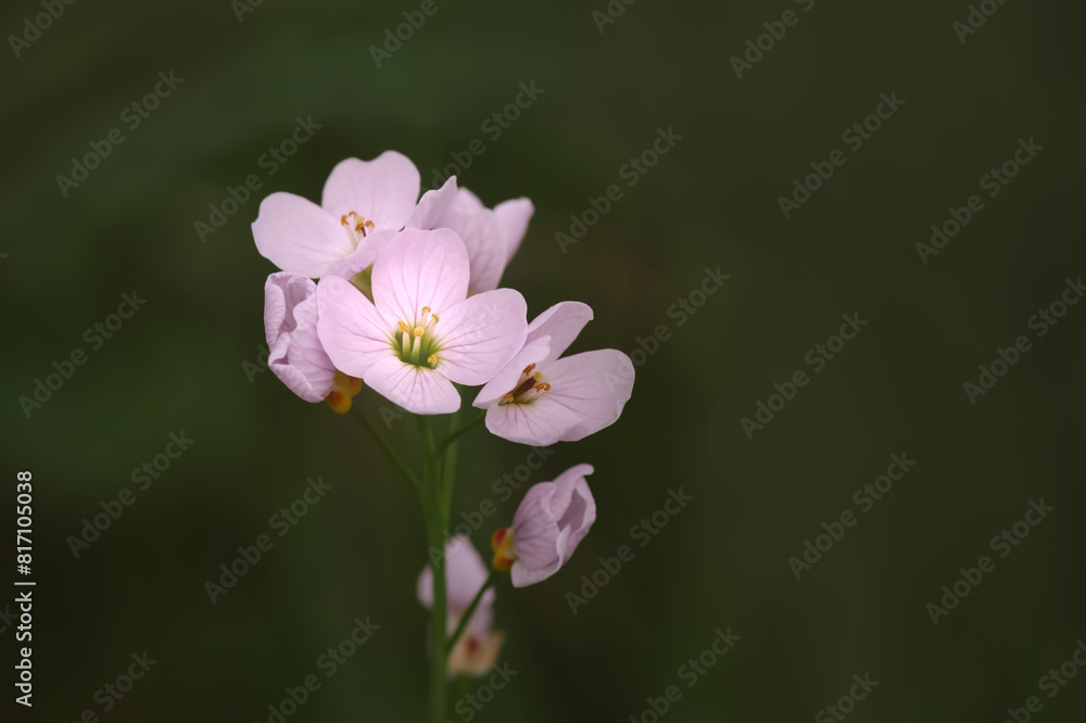 Fototapeta premium Cuckoo flower