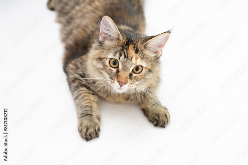 Close-up of a kitten with beautiful green eyes looking at the camera. A cute, charmingly beautiful kitten in a gray-brown fur coat. A Maine cat meows while lying on a white surface Close-up of a kitten with beautiful green eyes looking at the camera. A cute, charmingly beautiful kitten in a gray-brown fur coat. A Maine cat meows while lying on a white surface