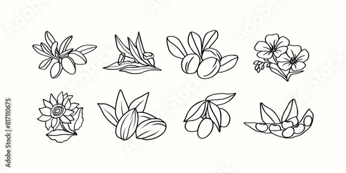 Line art cosmetic plants and flowers. Argan, sesame, shea, flax, sunflower, almond, olive, soybeans