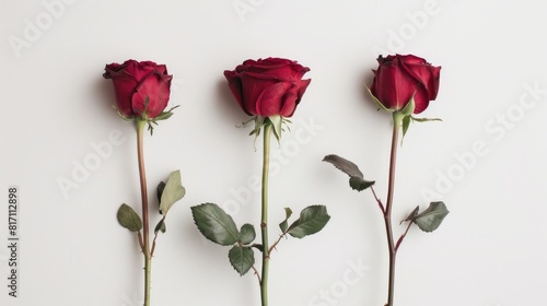 Three deep crimson roses stand alone against a pristine white backdrop