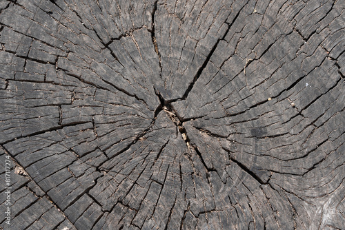 Stunning Tree Bark Textures and Patterns for Nature Photography