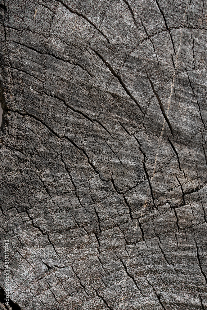 Stunning Tree Bark Textures and Patterns for Nature Photography Stunning Tree Bark Textures and Patterns for Nature Photography