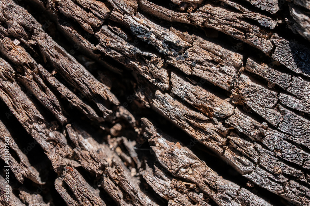 Stunning Tree Bark Textures and Patterns for Nature Photography Stunning Tree Bark Textures and Patterns for Nature Photography