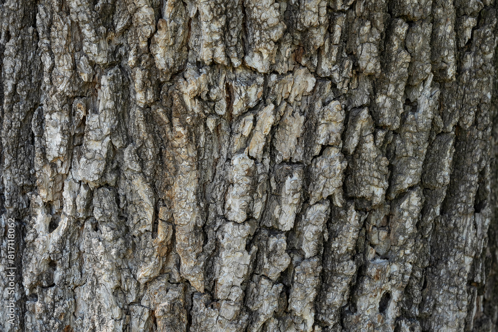 Fototapeta premium Stunning Tree Bark Textures and Patterns for Nature Photography