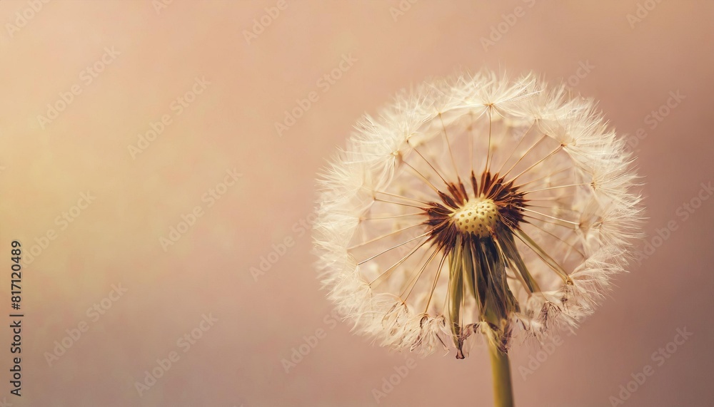 Dandelion flower isolated on a isolated pastel background Copy space Closeup for design
