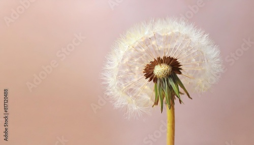 Dandelion flower isolated on a isolated pastel background Copy space Closeup for design