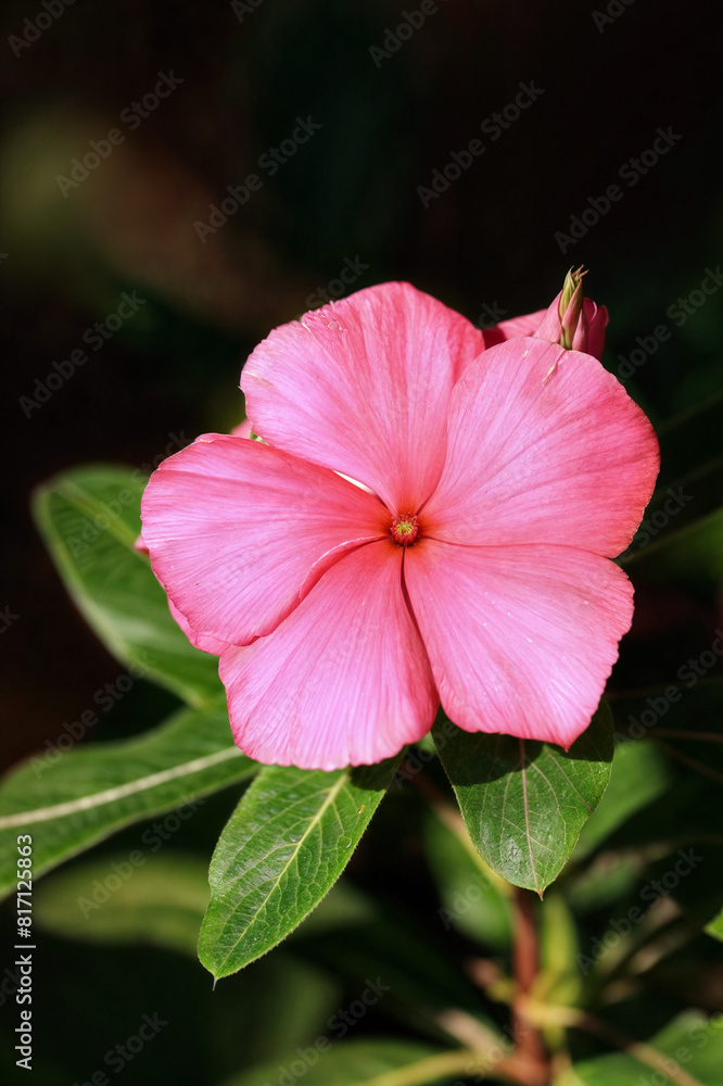 Fototapeta premium A vibrant pink flower with a green stem and leaves.