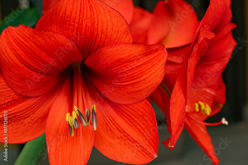 фотографія red flower amaryllis close up