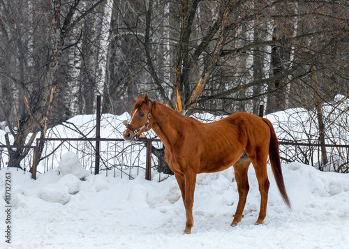 A bay horse on a walk in the snow next to a stable in the woods in winter