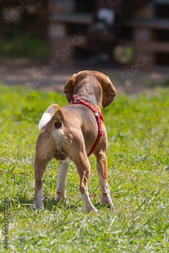 Dog on a walk on a green lawn on a sunny day. Happy pet dog. Thoroughbred dog. Puppy on a walk with a toy. Dog playground. Playful four-legged friends. A puppy makes a need. Loyal pets. Cute puppies.