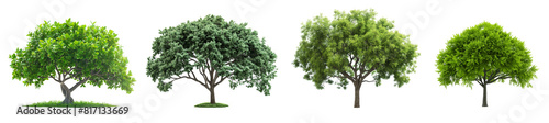 3d green trees collection with green leaves isolated on transparent or white background