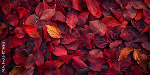 vibrant autumn concept photo