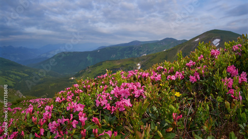 Blooming pink Carpathian rhododendron in the summer Carpathian mountains