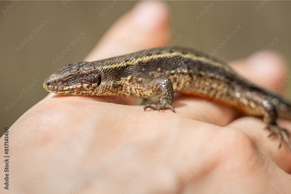 viviparous lizard, Zootoca vivipara in the hands of a specialist, viviparous lizard, Zootoca vivipara in the hands of a specialist,