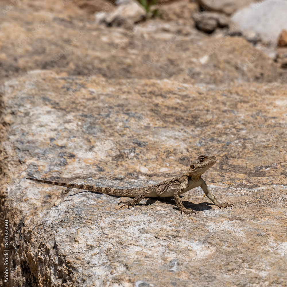 Agama lizard on a large rock which is part of the ruins at Megiddo National Park in Israel.
Agama lizard on a large rock which is part of the ruins at Megiddo National Park in Israel.