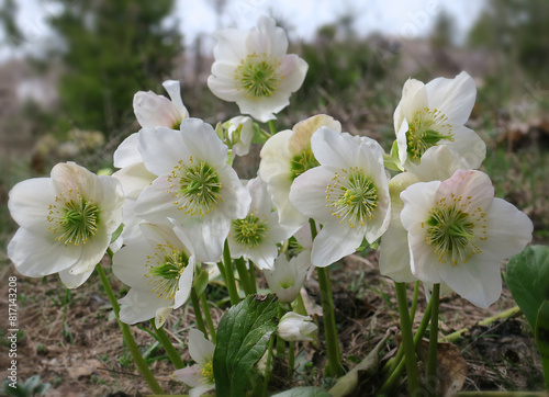 Christrosen - Helleborus niger, black hellebore photo