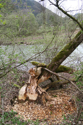 durch Biber gefällter Baum - trunk chopped down by a beaver