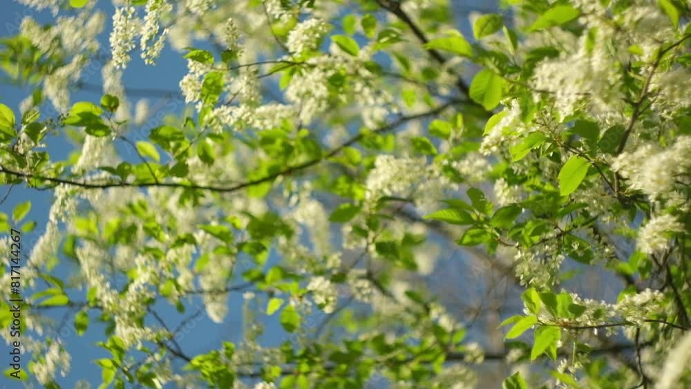 Bird-cherry tree in full bloom. Bird cherry flowers close up on blurred green background. Flowering Prunus Avium Tree with White Little Blossoms. View of a blooming in Spring. Copy space for text. Bird-cherry tree in full bloom. Bird cherry flowers close up on blurred green background. Flowering Prunus Avium Tree with White Little Blossoms. View of a blooming in Spring. Copy space for text.