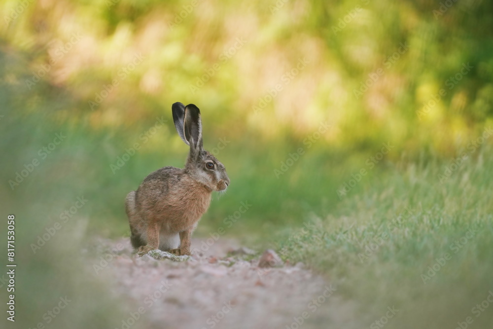 Fototapeta premium A cute young european hare sits on the field. Lepus europaeus