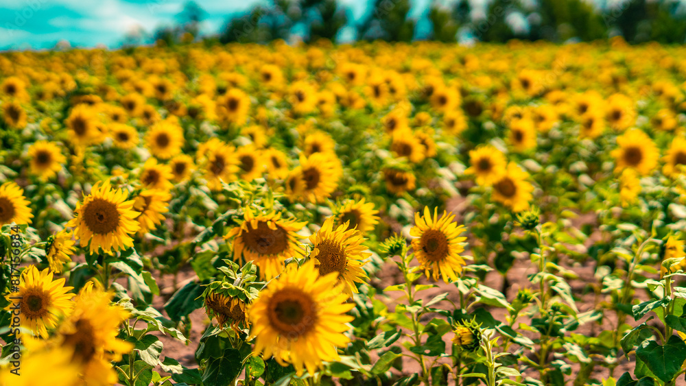 Fototapeta premium Plantação Girassóis Flores Campo Agricultura Rural Natureza Beleza Amarelo Verão Colheita Cultivo Paisagem Fazenda Agricultor Sol Sementes Girassol Cultivar Primavera Colheita Alimentação